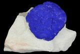 Blue Azurite Sun on Siltstone - Australia #142760-1